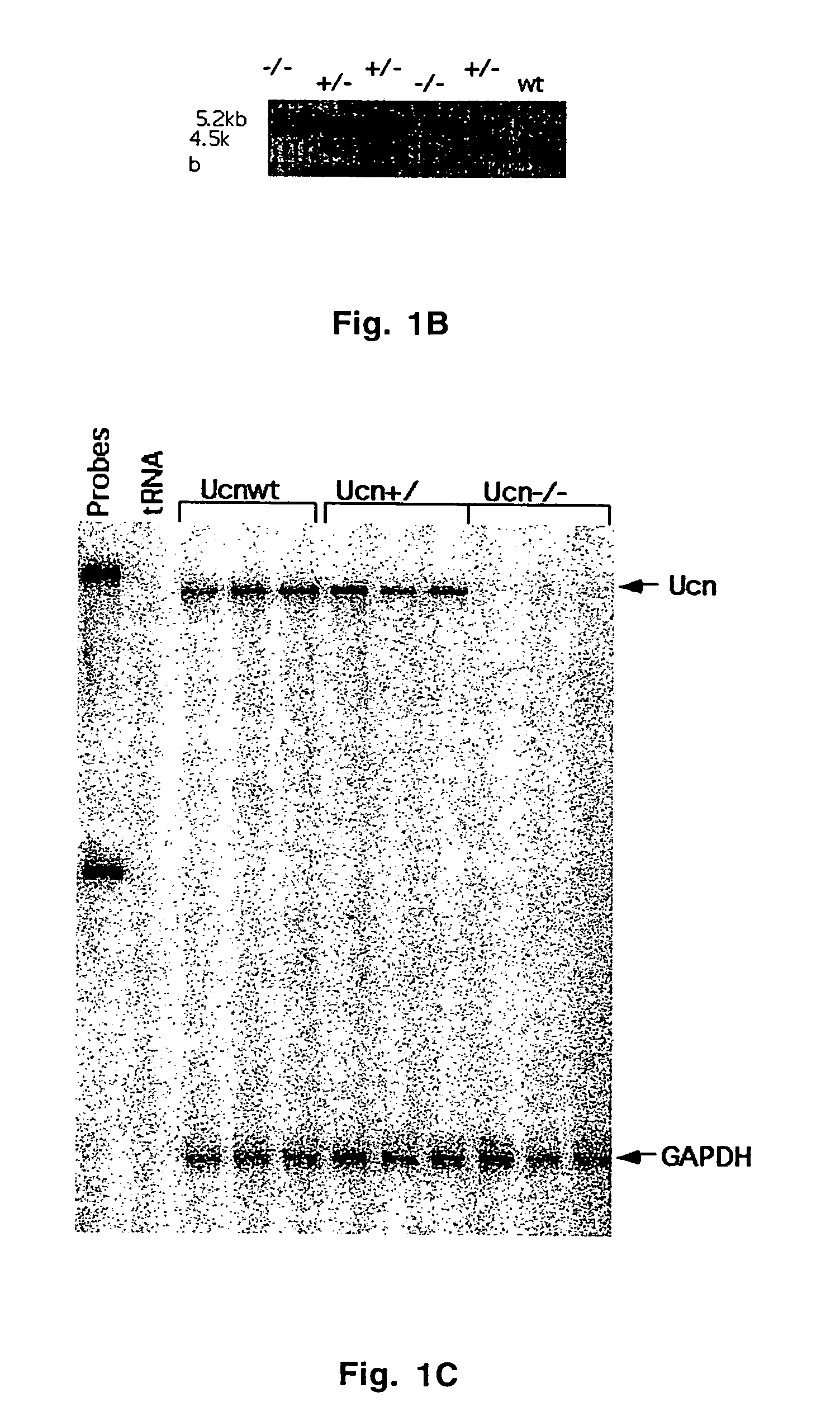 Urocortin-deficient mice and uses thereof