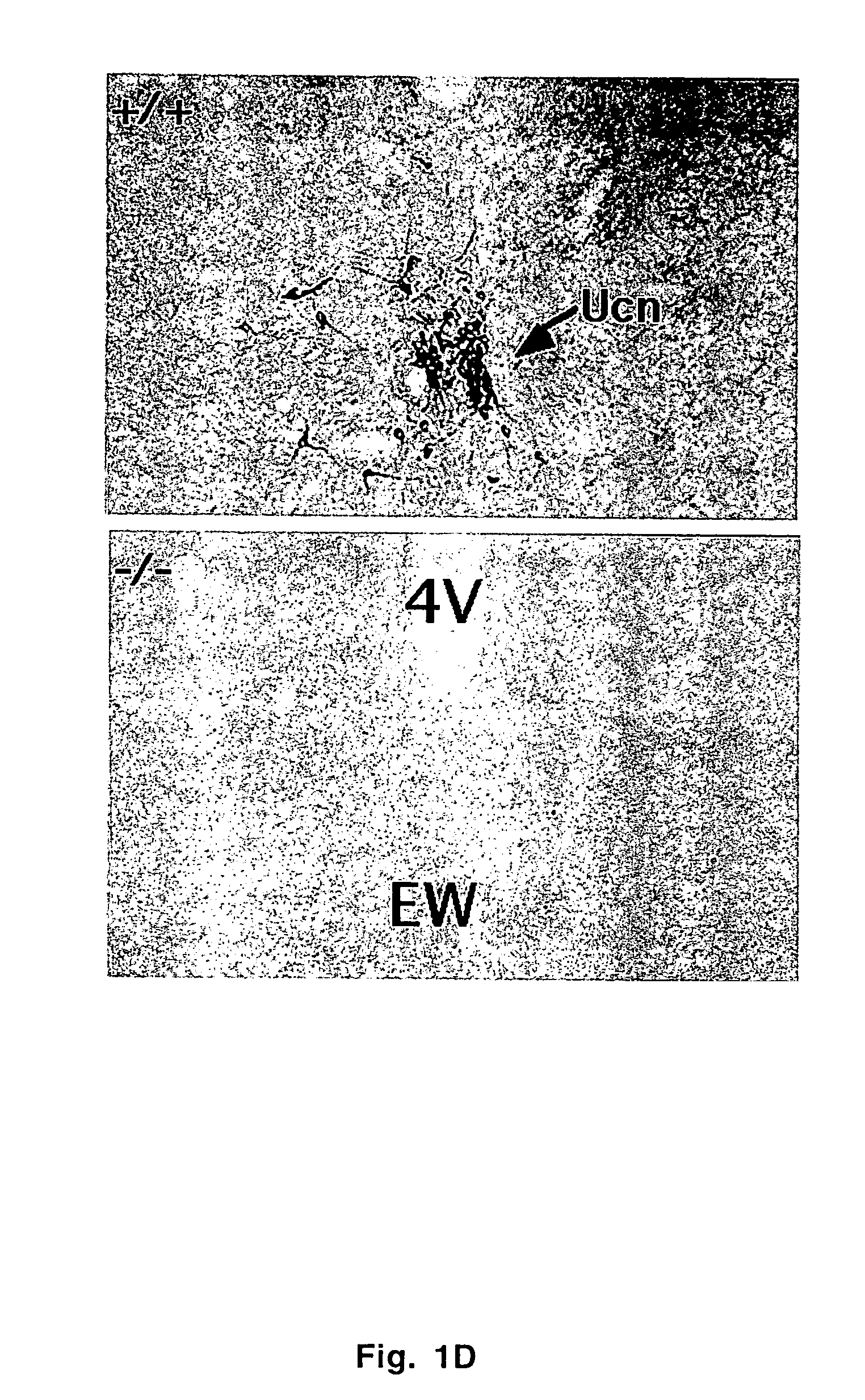 Urocortin-deficient mice and uses thereof