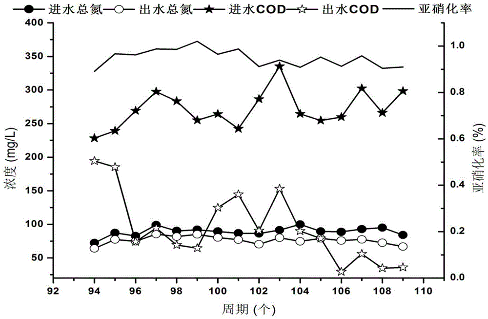 A method for cultivating nitrosated granular sludge for treating urban domestic sewage at room temperature