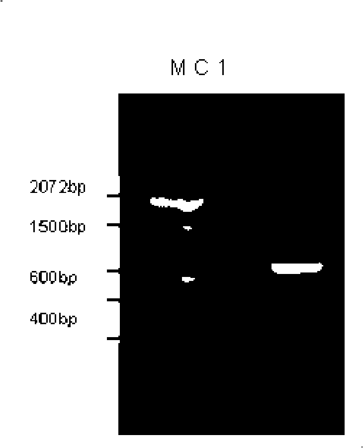 Recombined human bFGF and PDGF-B duplicate adenovirus carrier and uses thereof