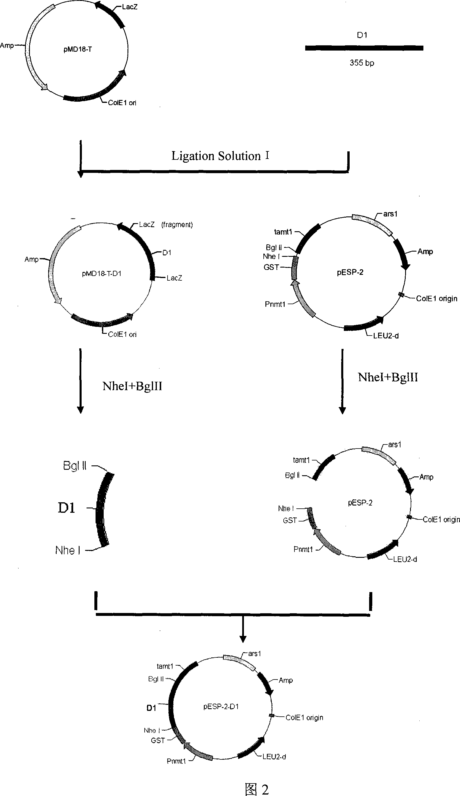 Schizosaccharomyces pombe engineering strain having defensins function and constructing method thereof