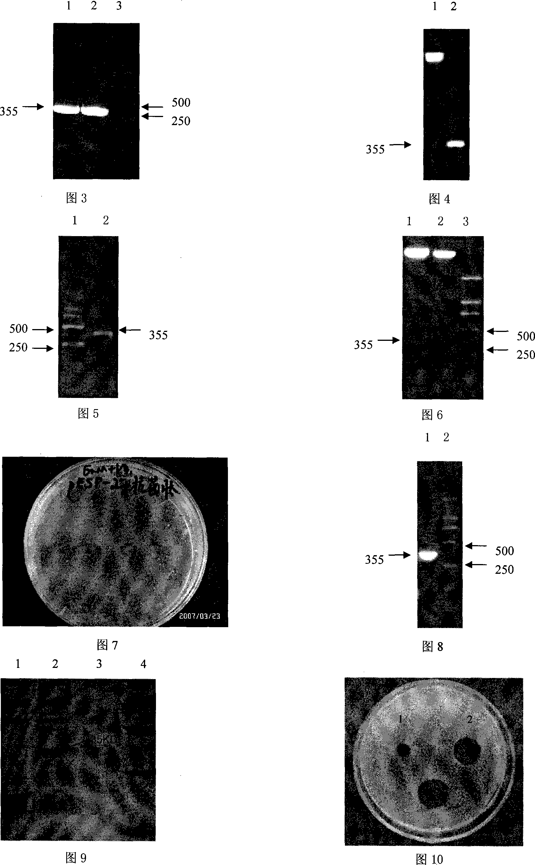 Schizosaccharomyces pombe engineering strain having defensins function and constructing method thereof