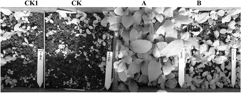 Traditional Chinese herbal medicine composition capable of preventing and treating tobacco damping-off