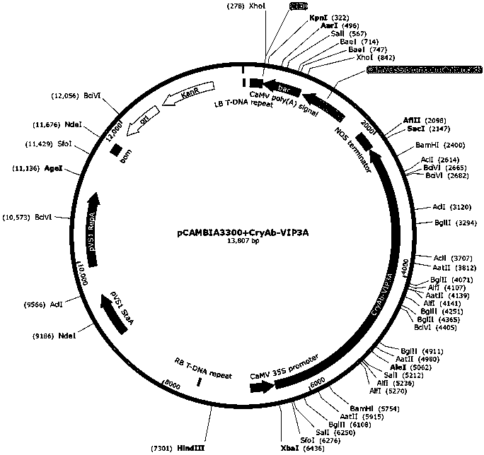 Insect-resistant fusion gene, protein encoded by insect-resistant fusion gene, as well as expression vector and application of insect-resistant fusion gene