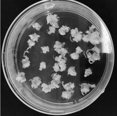 Insect-resistant fusion gene, protein encoded by insect-resistant fusion gene, as well as expression vector and application of insect-resistant fusion gene