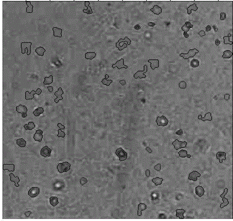 Fresh water algae rough classification and counting method based on lensless holographic imaging