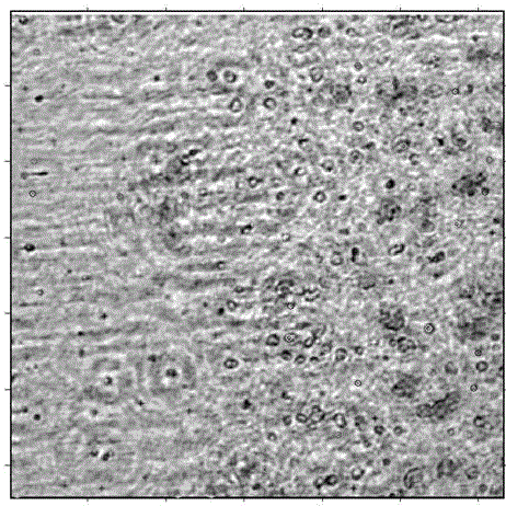 Fresh water algae rough classification and counting method based on lensless holographic imaging