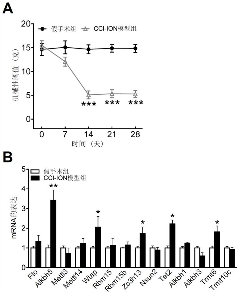 Chronic pain treatment target and application thereof