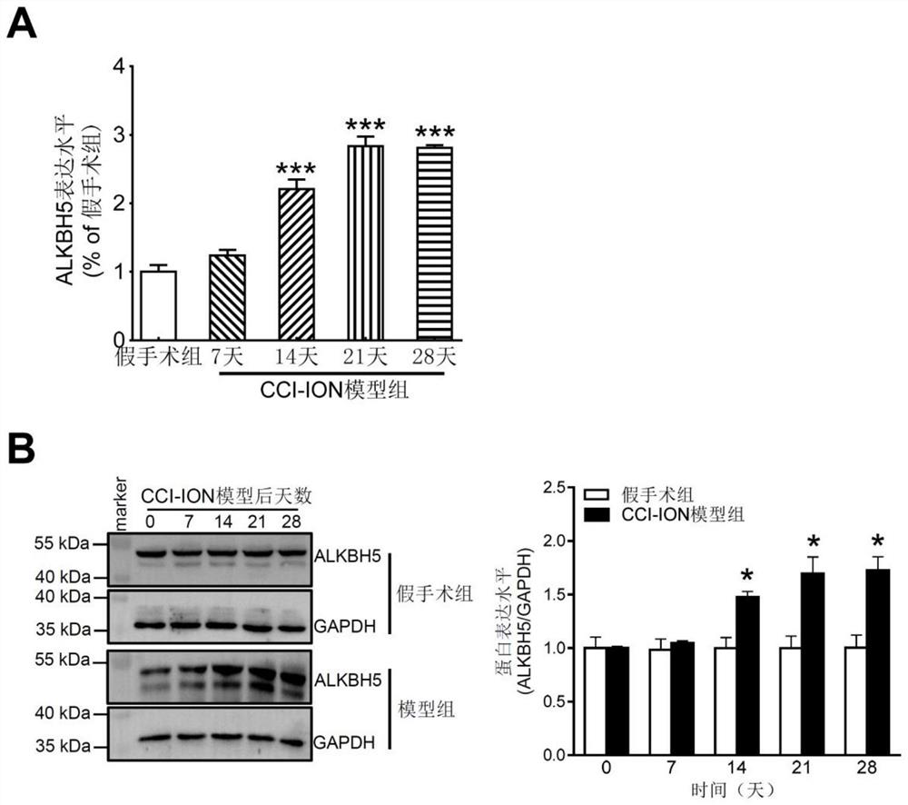 Chronic pain treatment target and application thereof