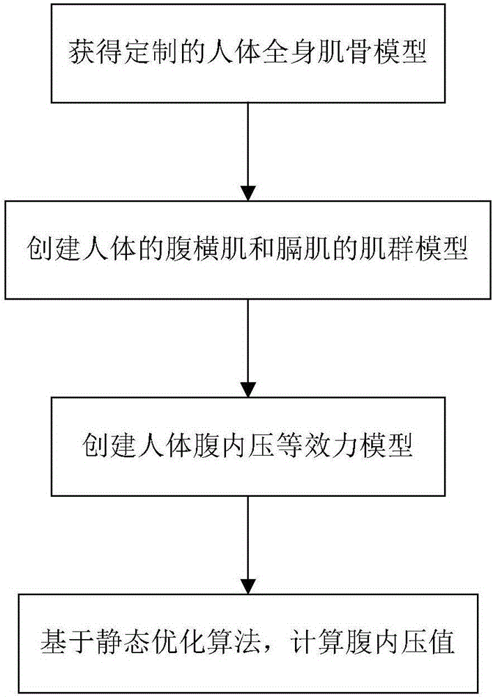 Human intra-abdominal pressure testing method based on musculoskeletal biodynamics