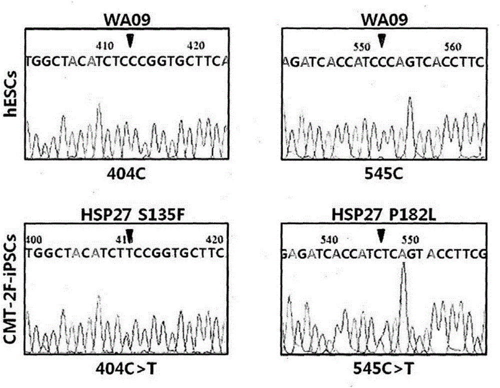 Screening method for therapeutic agents for Charcot-Marie-Tooth disease and self-differentiation motor neurons used therefor