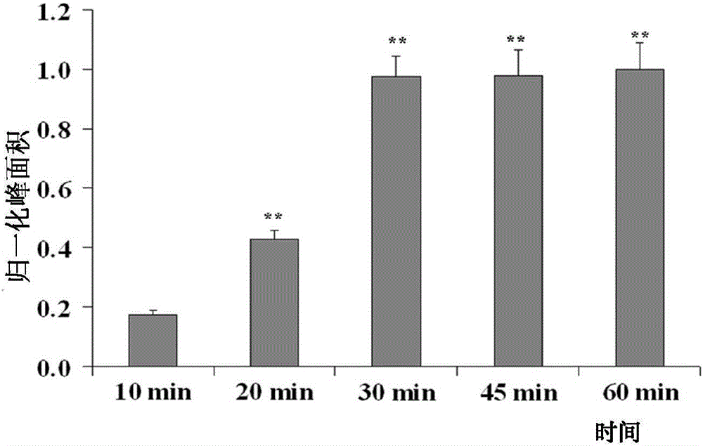 Method for screening melanin formation resistant medicines on basis of magnetic bead separation