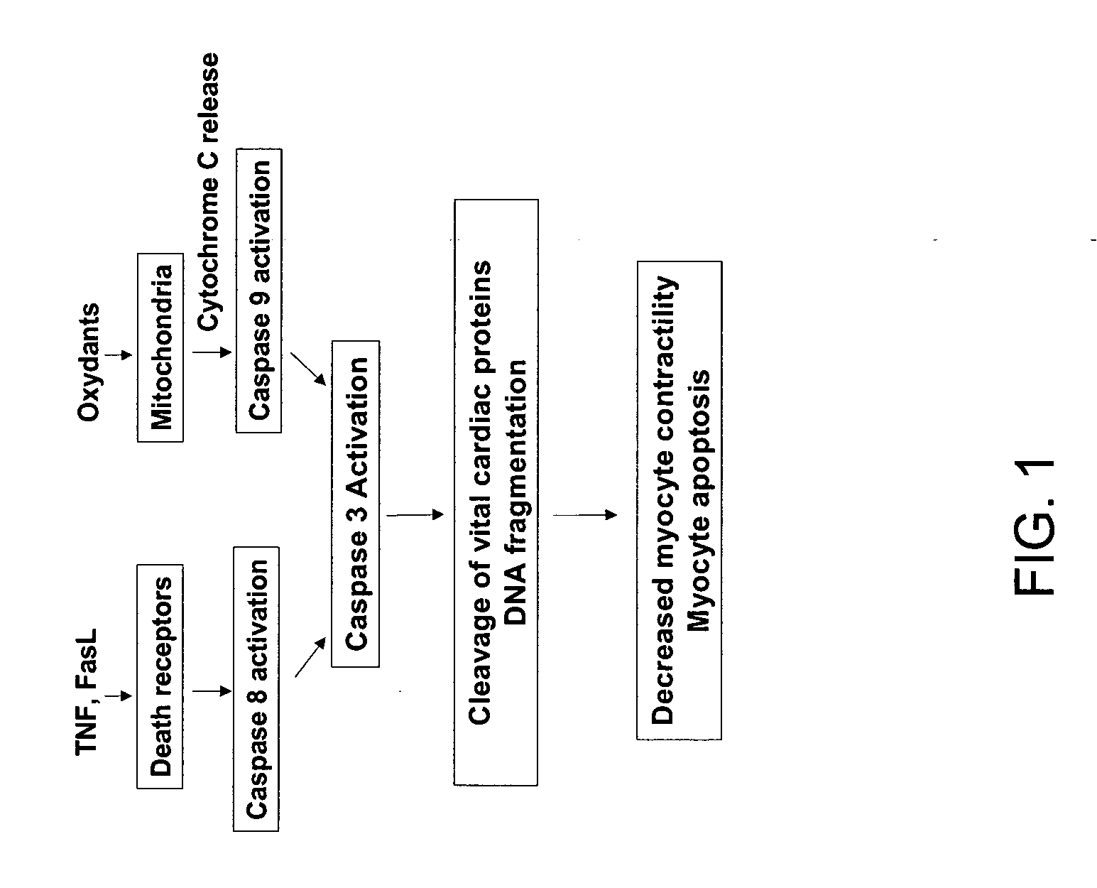 Selective inhibition of rock1 in cardiac therapy