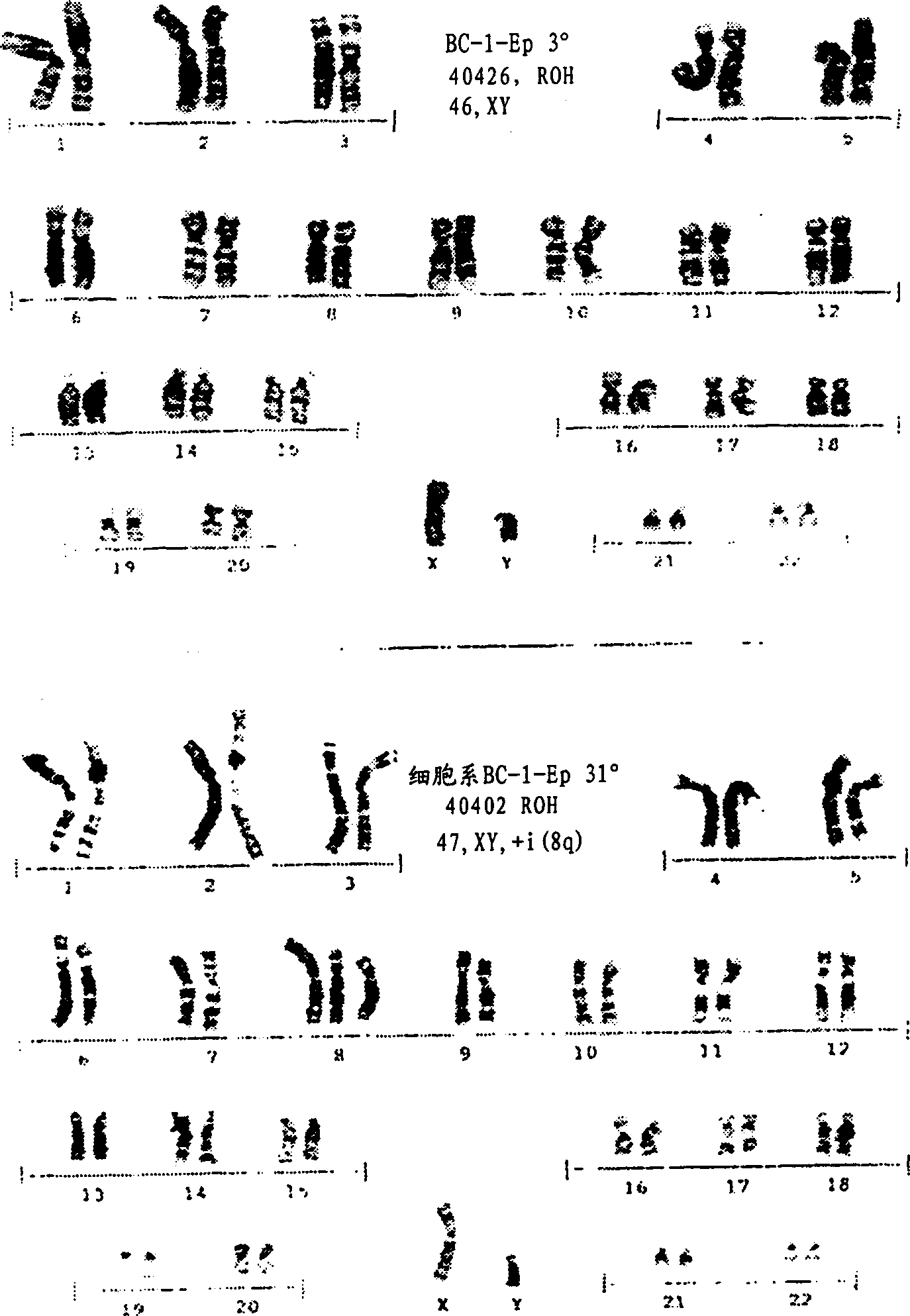 Immortalized human kerationocyte cell line