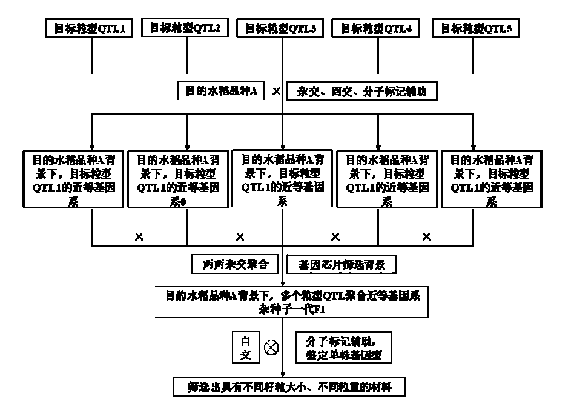 Method for improving paddy rice grain type and weight