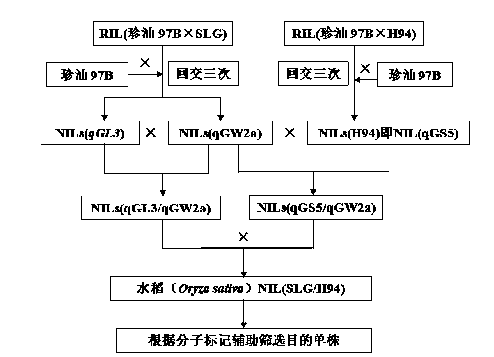 Method for improving paddy rice grain type and weight