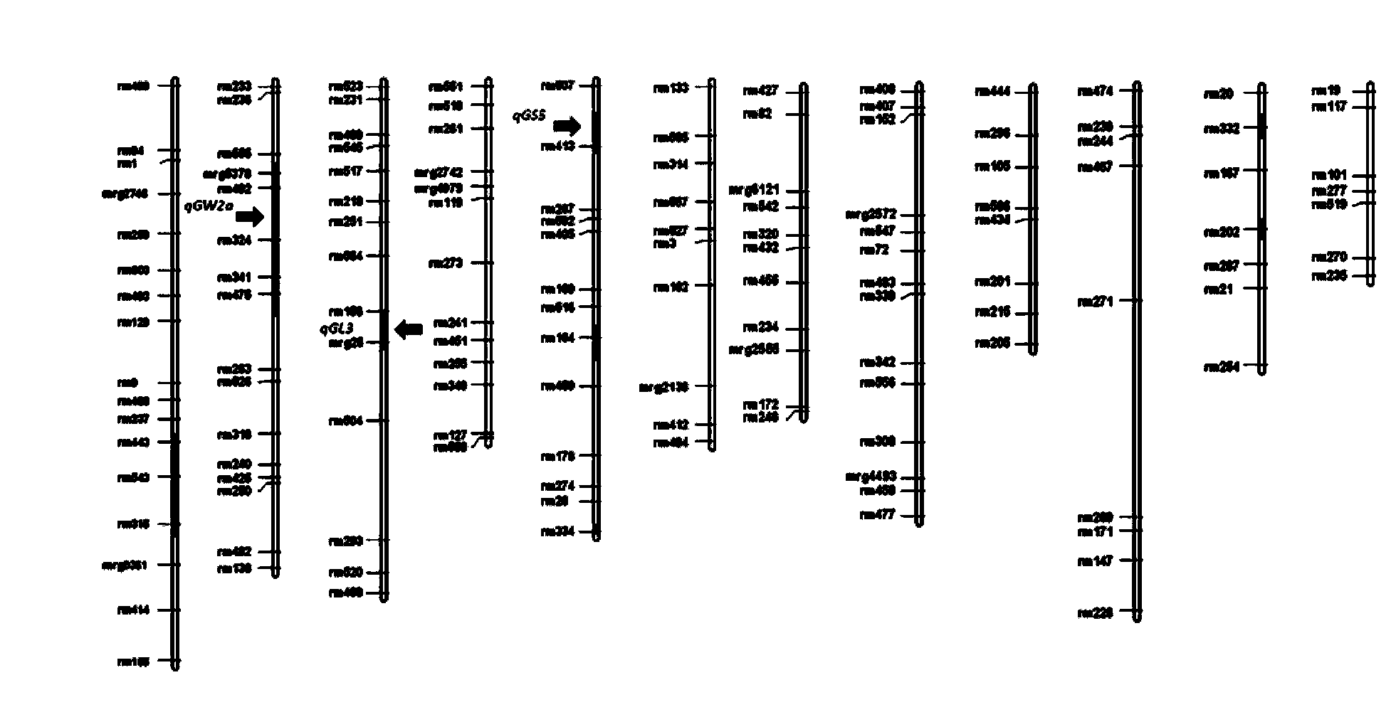 Method for improving paddy rice grain type and weight