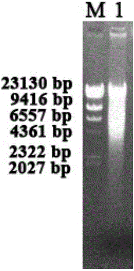 Method for extracting microorganism total DNA from coal seam water sample