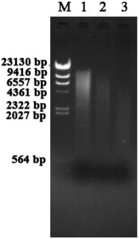 Method for extracting microorganism total DNA from coal seam water sample