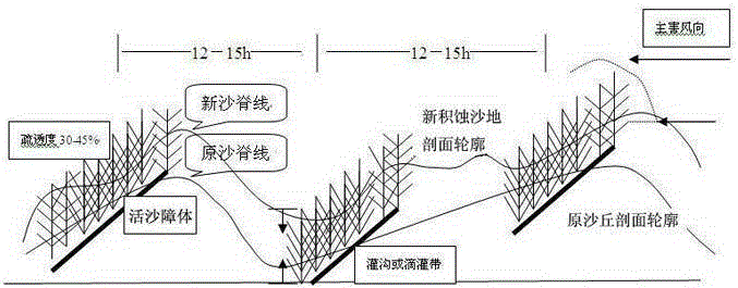 Stripped live plant fence type sand-barrier protection system planting method