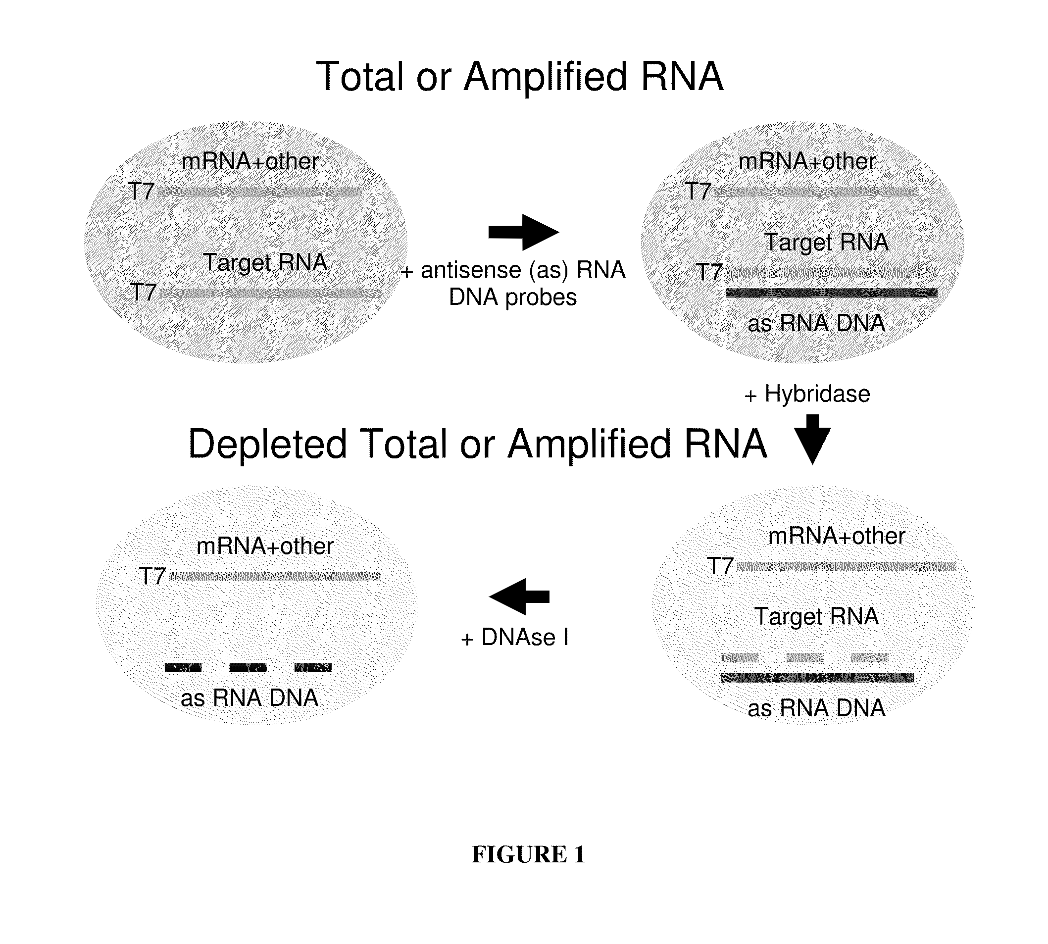 Methods for depleting RNA from nucleic acid samples