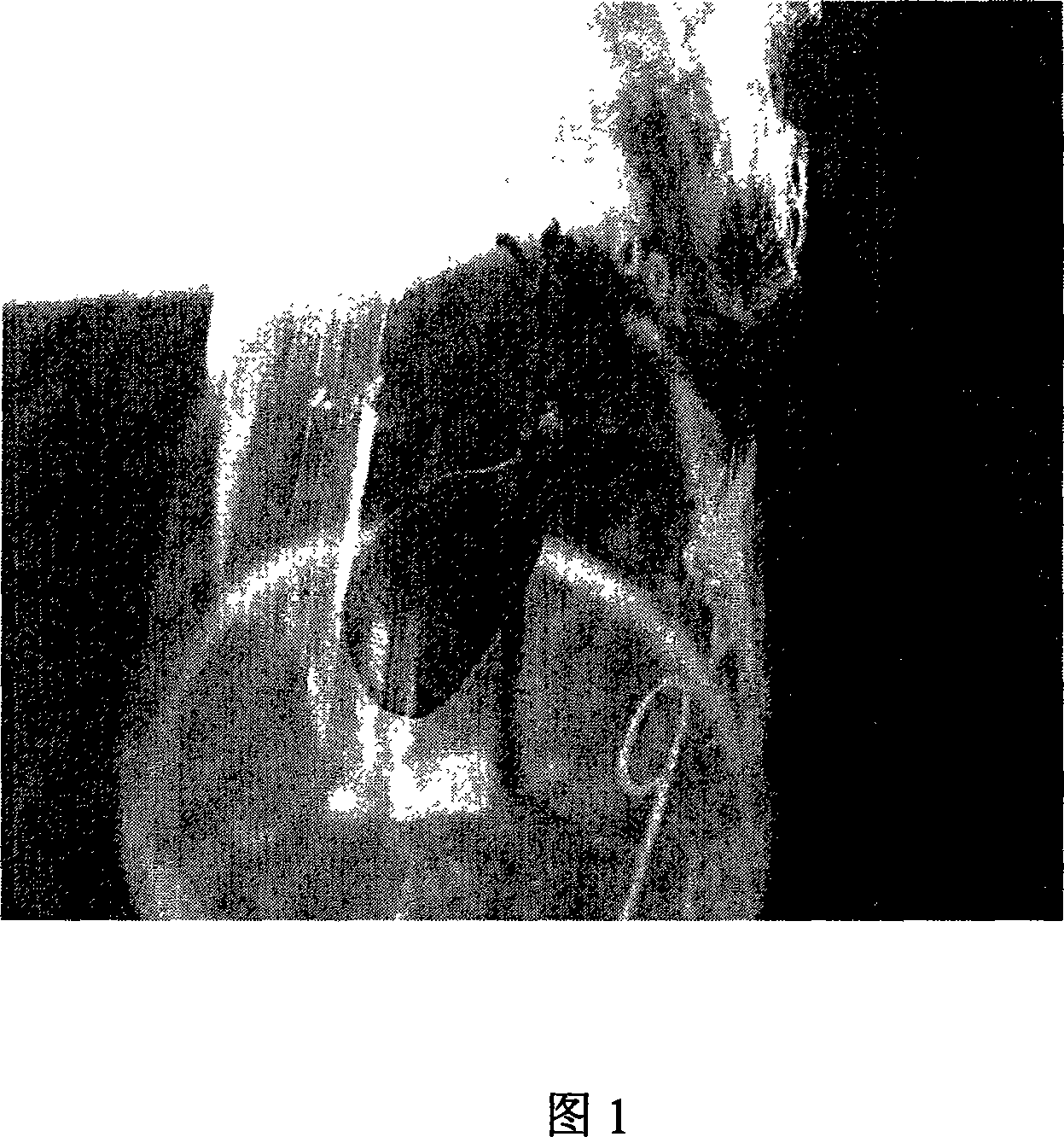 Method for high frequency plant regenerating of tallow tree tissue culture adventitious bud