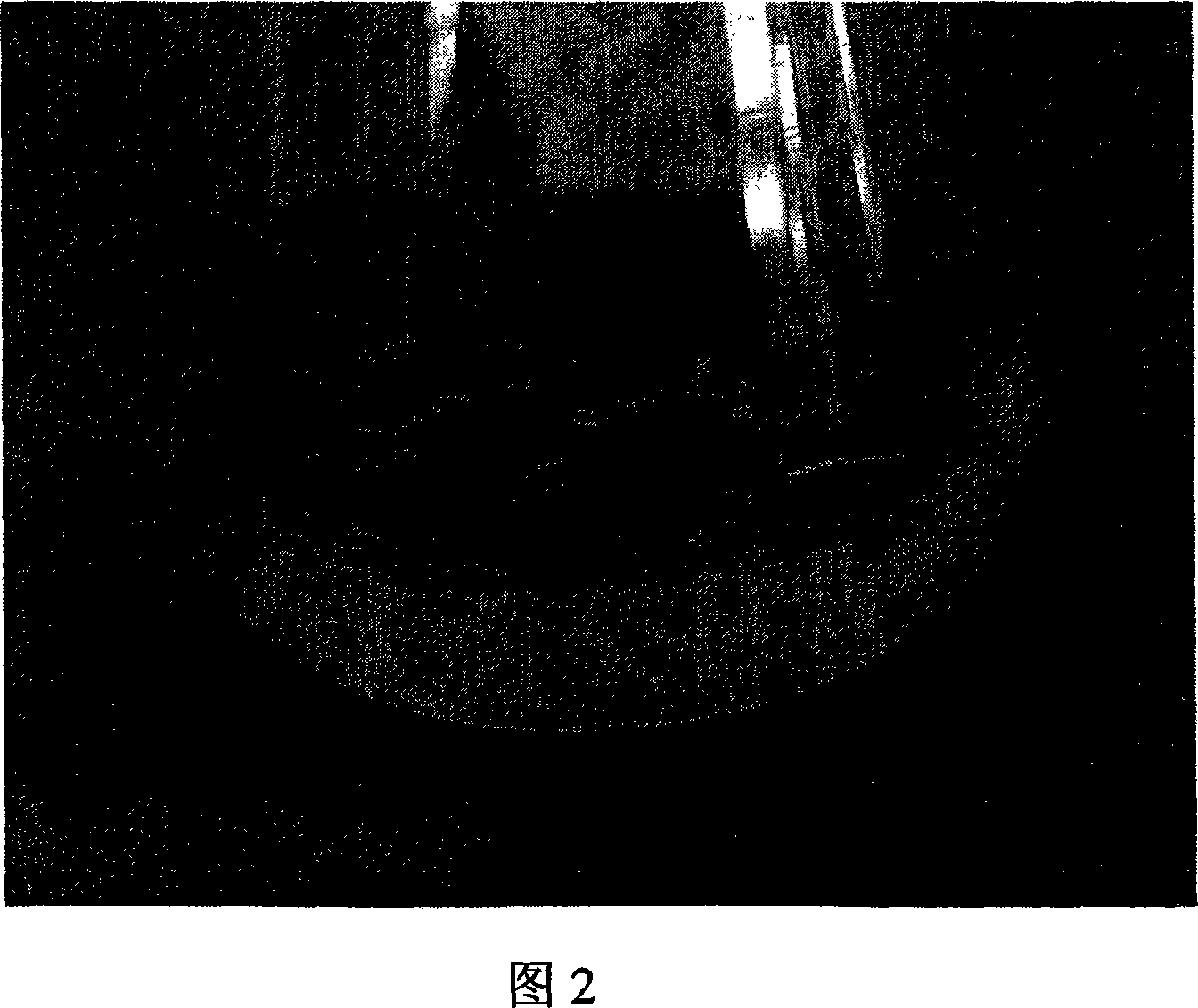 Method for high frequency plant regenerating of tallow tree tissue culture adventitious bud