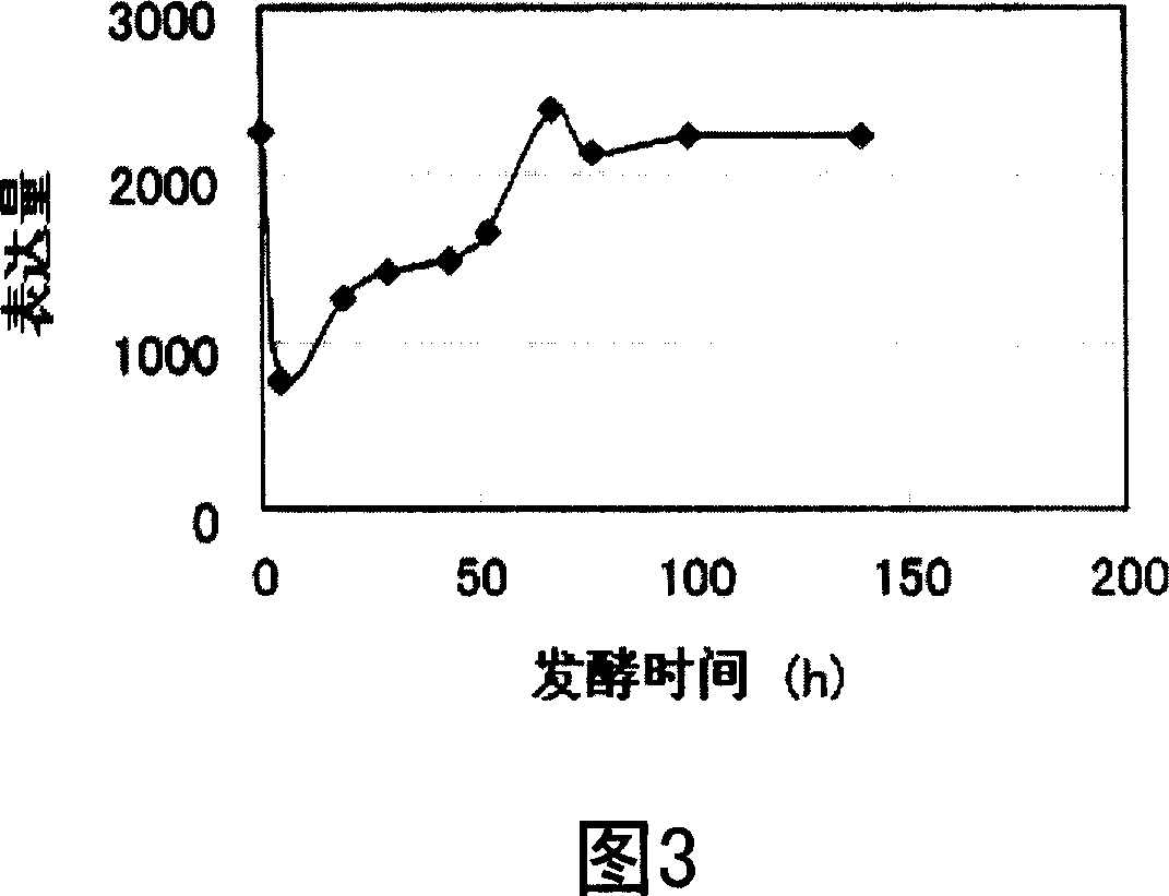 Catalase gene and use thereof