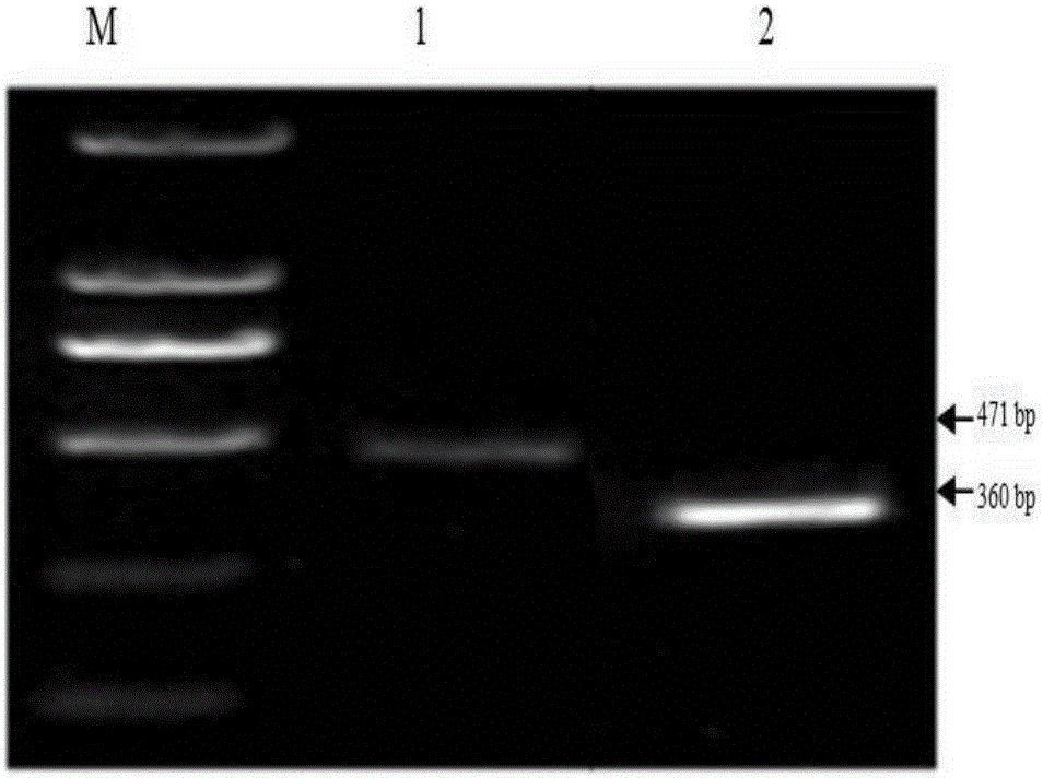 An ecdysone receptor gene ecr dsRNA and its application in controlling aphid damage