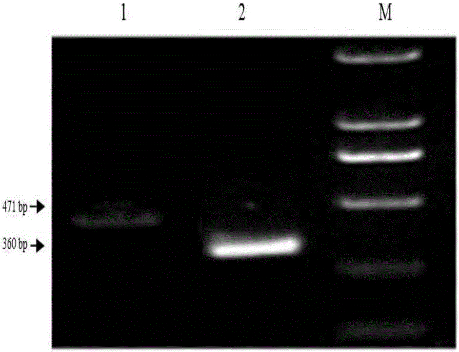 An ecdysone receptor gene ecr dsRNA and its application in controlling aphid damage