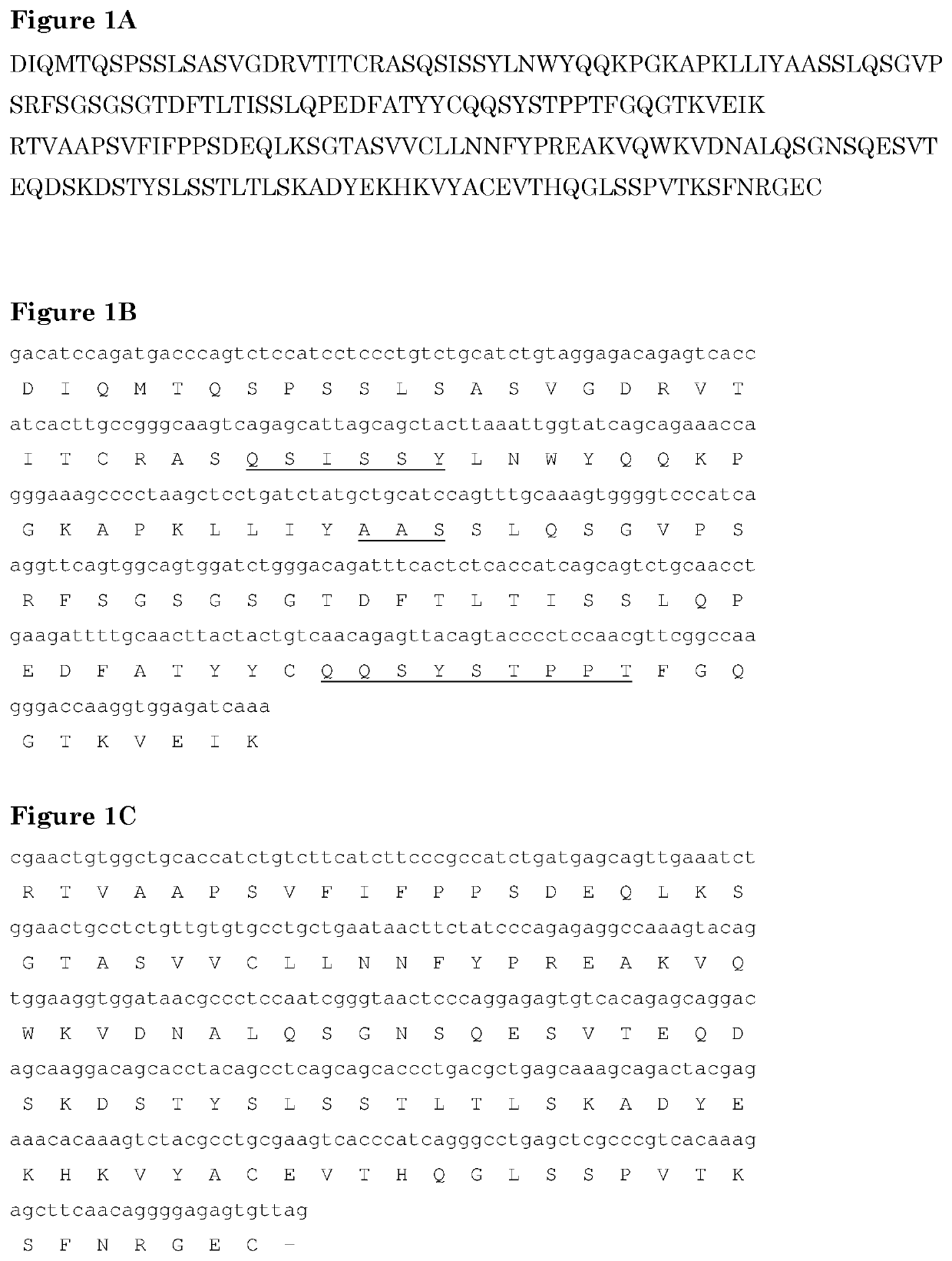 Bispecific anti pd1-anti tim3 antibodies