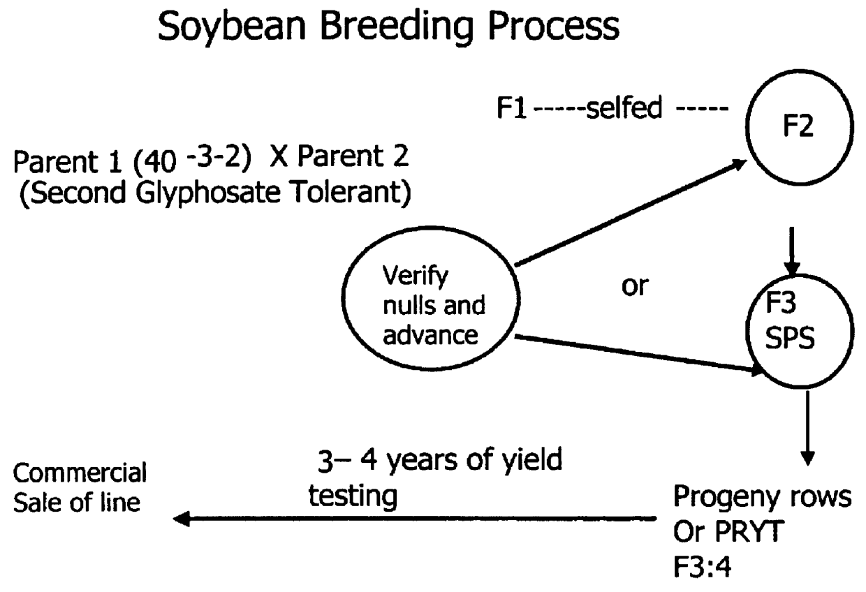 Development of novel germplasm using segregates from transgenic crosses