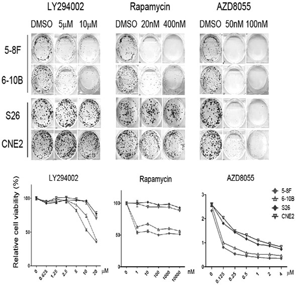 Application of nop14 gene and its protein as a marker of tumor sensitivity to mTOR inhibitors