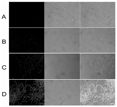 Construction method for efficient biosynthesis of streptomycete drugs