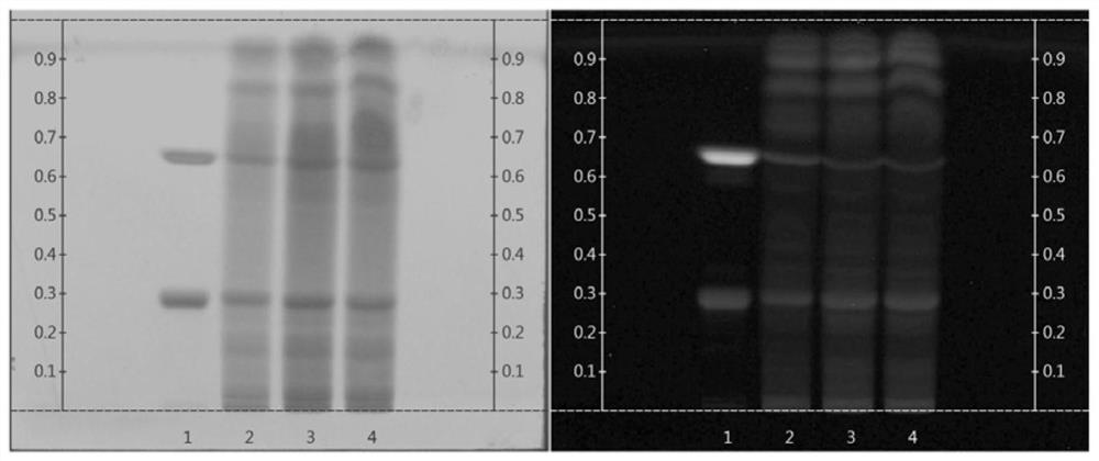 Thin-layer chromatographic identification method for Zanthoxylum dissitum Hemsl