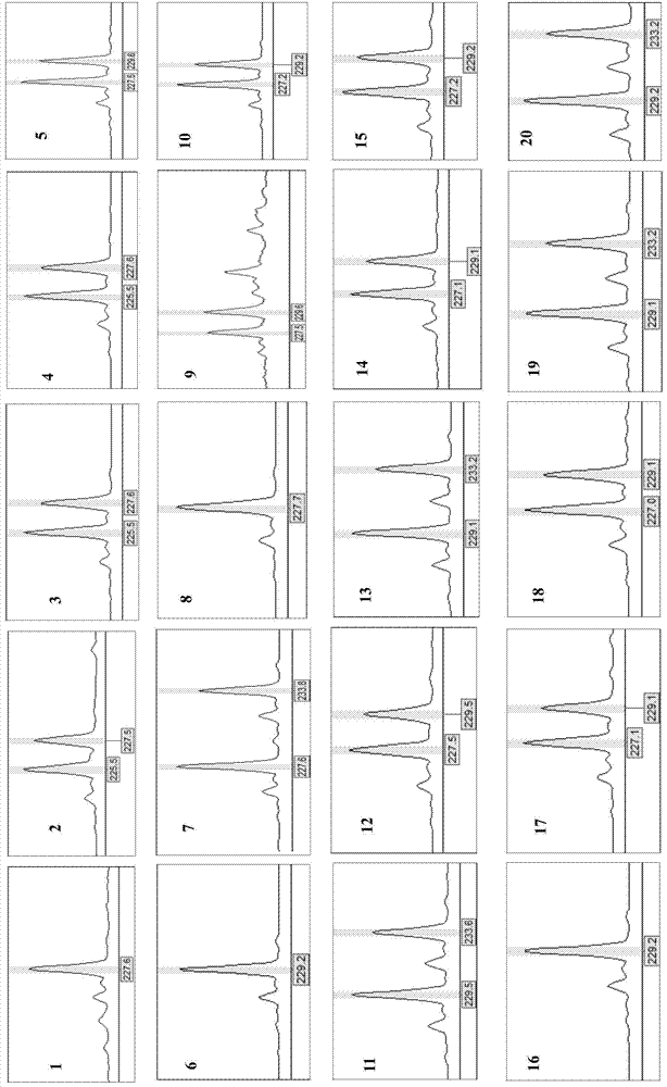 Pteroceltis tatarinowii microsatellite DNA molecular marker and isolation and screening method thereof