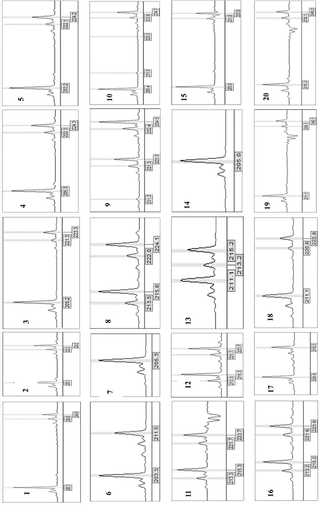 Pteroceltis tatarinowii microsatellite DNA molecular marker and isolation and screening method thereof