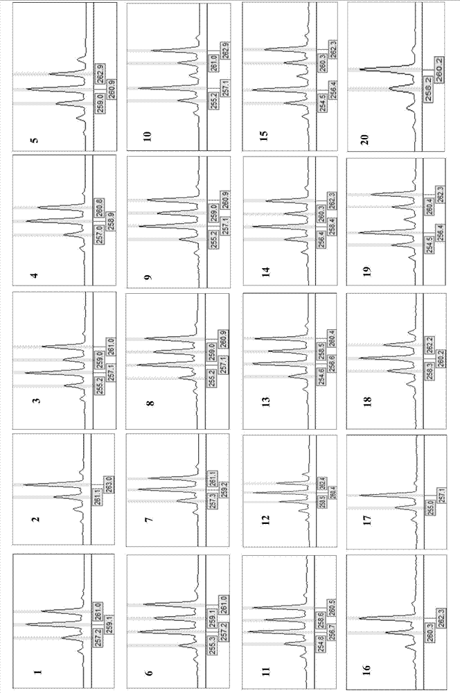 Pteroceltis tatarinowii microsatellite DNA molecular marker and isolation and screening method thereof