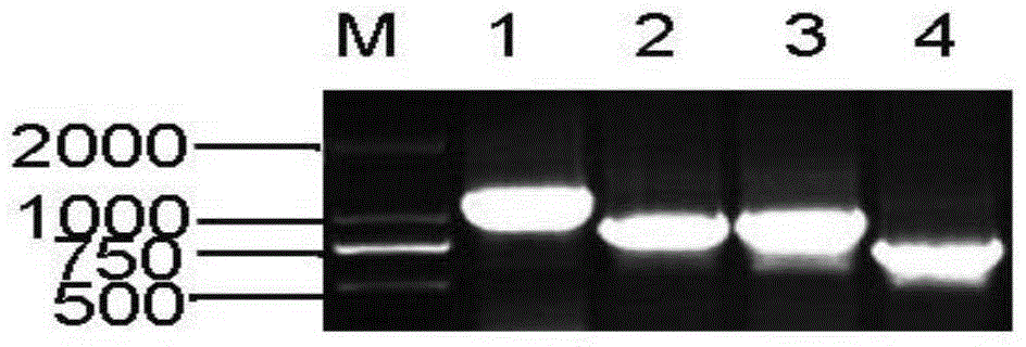 Clostridium perfringens alpha, beta 1, beta 2 and epsilon coexpression vector and construction method and expression method thereof