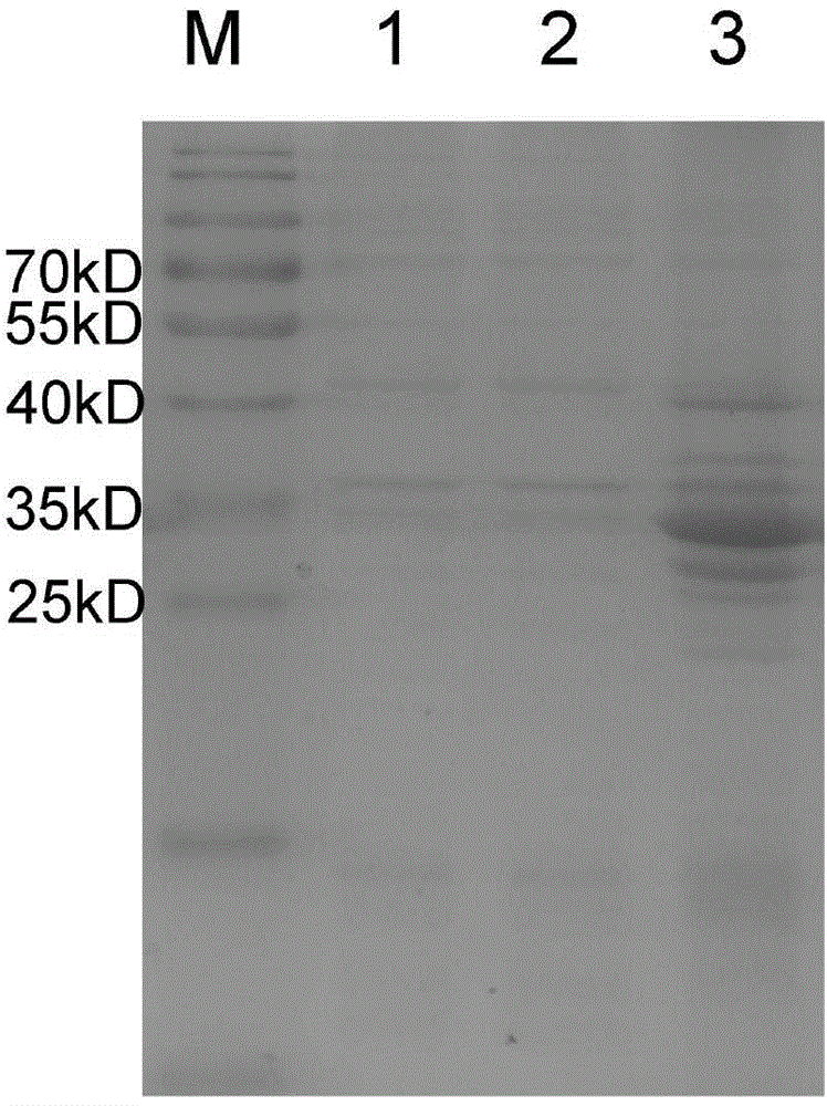 Clostridium perfringens alpha, beta 1, beta 2 and epsilon coexpression vector and construction method and expression method thereof