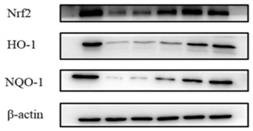 Application of oroxylum indicum as anti-oxidative stress injury agent