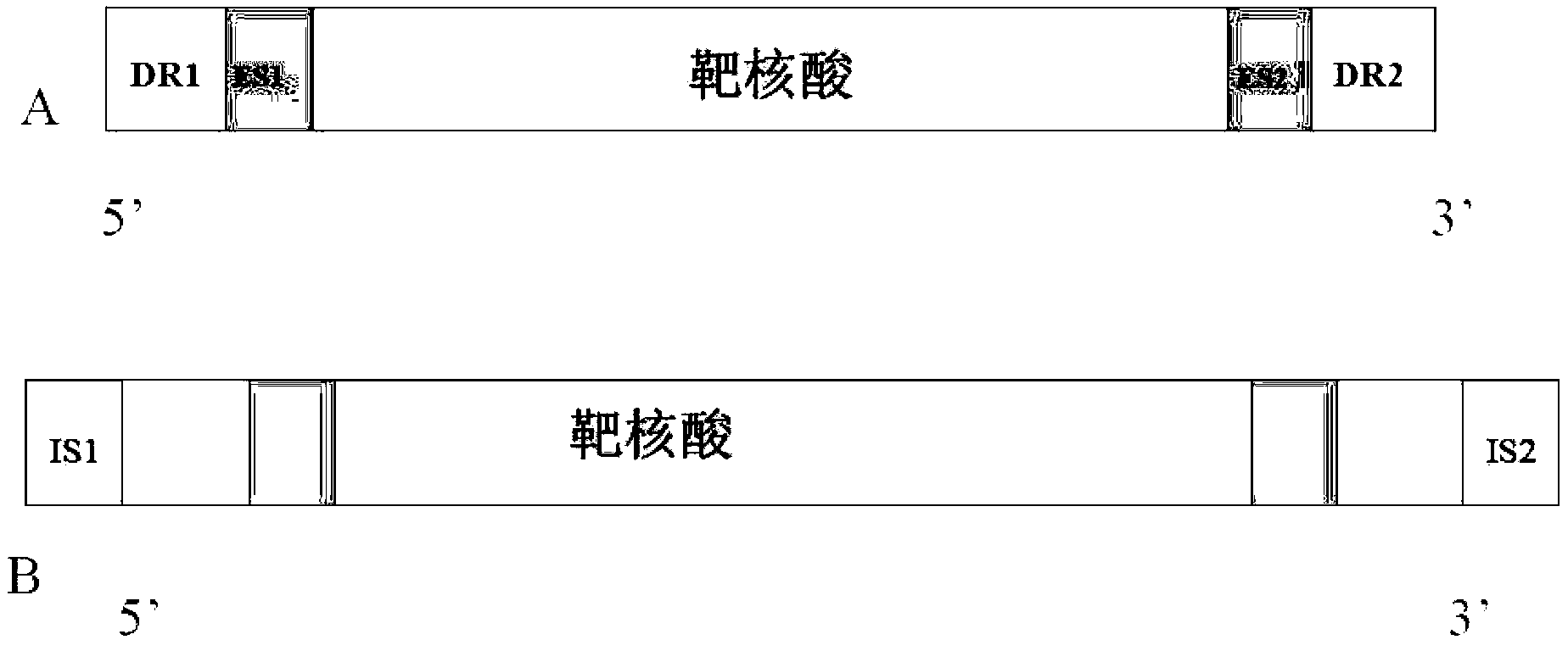 Nucleic acids, compositions and methods for the excision of target nucleic acids