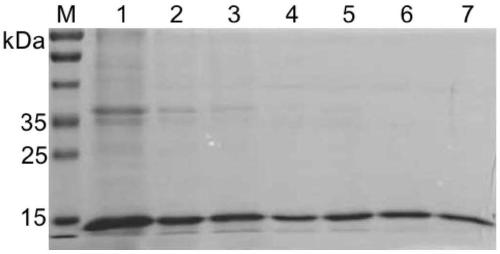 Preparation method and applications of monoclonal antibody against human CD47