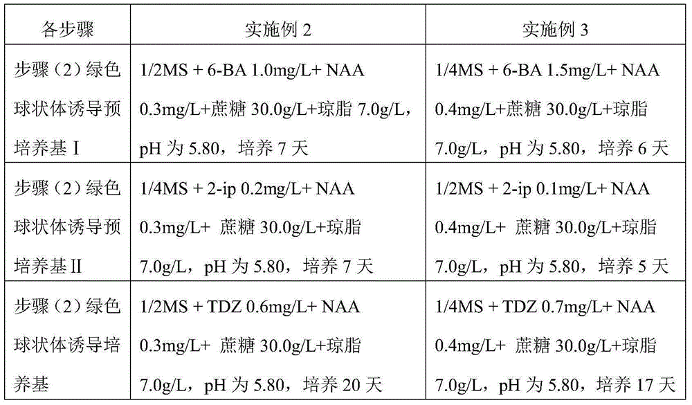 Tissue culture propagation method for obtaining cibotium barometz green globular body