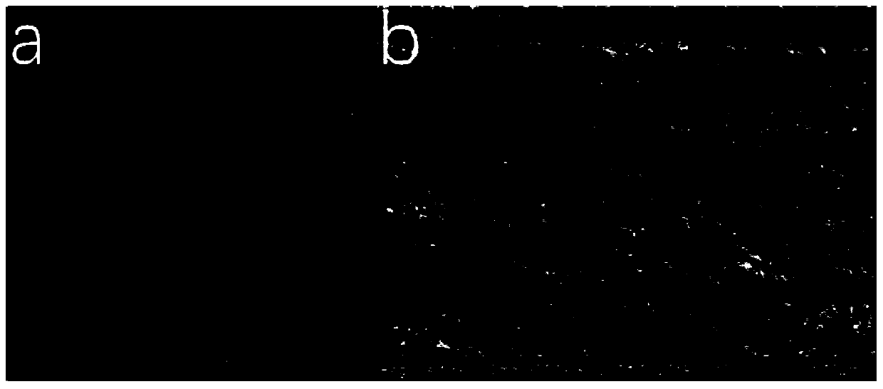 Preparation method of chiral nematic phase porous aerogel