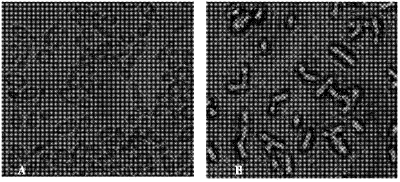 A kind of multifunctional shuttle expression vector and its construction method