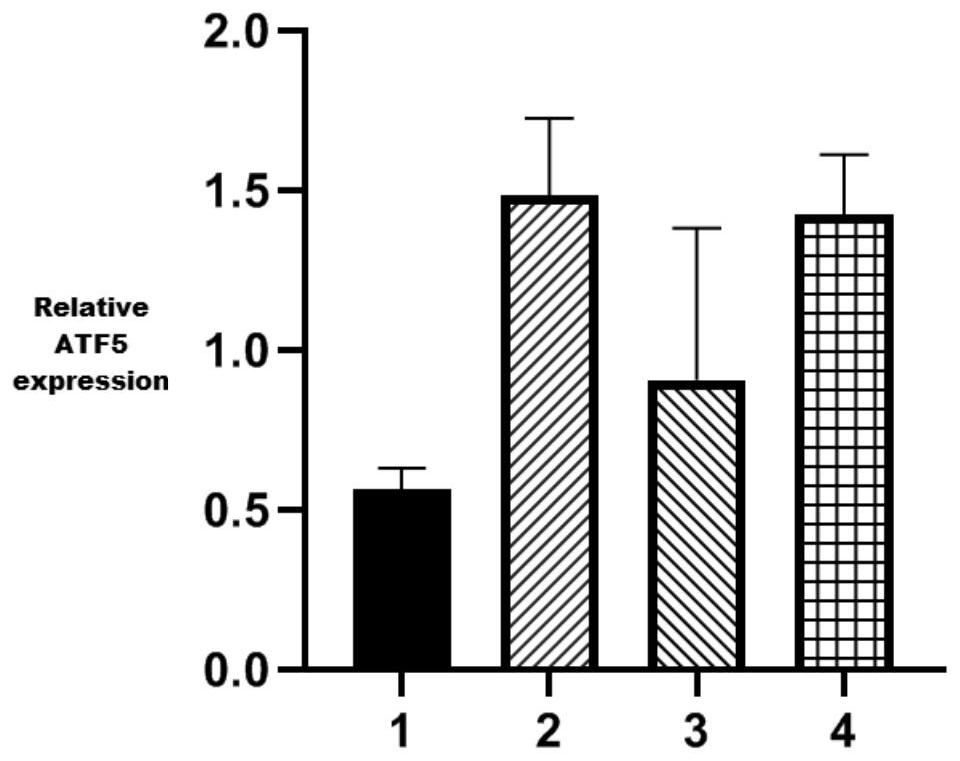 Small interfering RNAs targeting atf5 and their uses