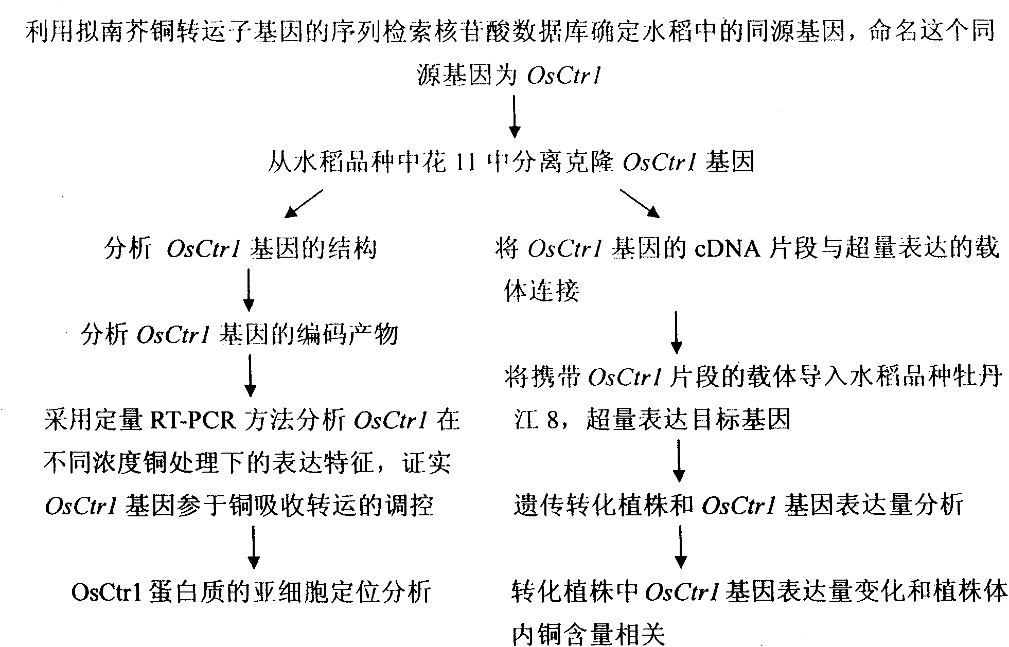 Oryza sativa copper transporter gene OsCtr1 and application thereof in remediation of copper contaminated soil and water body