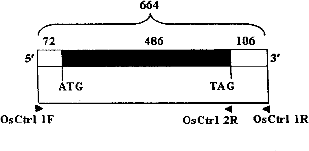 Oryza sativa copper transporter gene OsCtr1 and application thereof in remediation of copper contaminated soil and water body