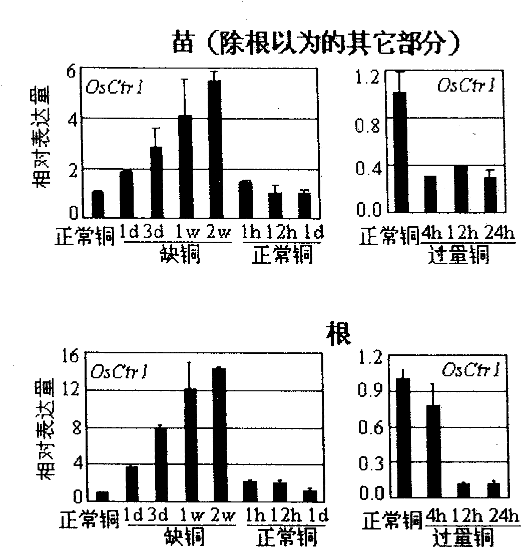 Oryza sativa copper transporter gene OsCtr1 and application thereof in remediation of copper contaminated soil and water body